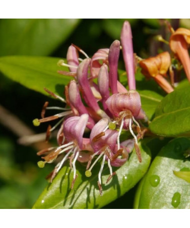 Hekrotta Kapteinis SMARŽĪGS P9/C1