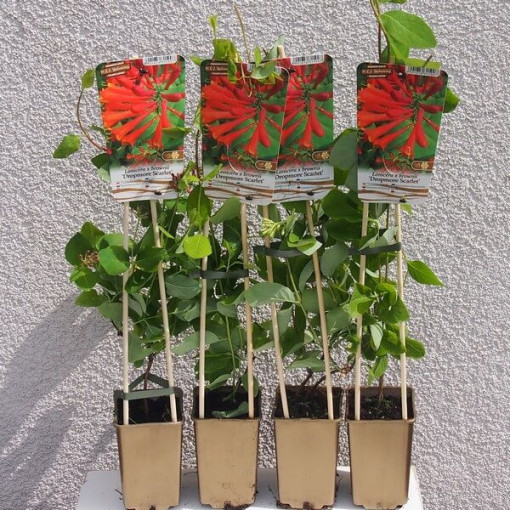 Hekrotta Kapteinis Brown's Dropmore Scarlet SMARŽĪGS 2L pods