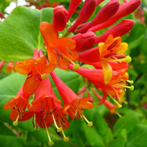 Brūna Dropmore Scarlet Kāpjošais Pīnejs SMARŽĪGS P9/C1