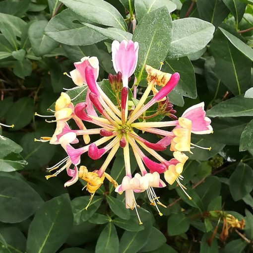 Vīteņaugs American Beauty, pods 2L