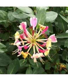 Vīteņaugs American Beauty, pods 2L