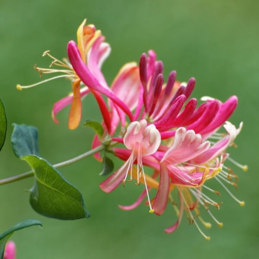 Vīteņaugs American Beauty P9/C1