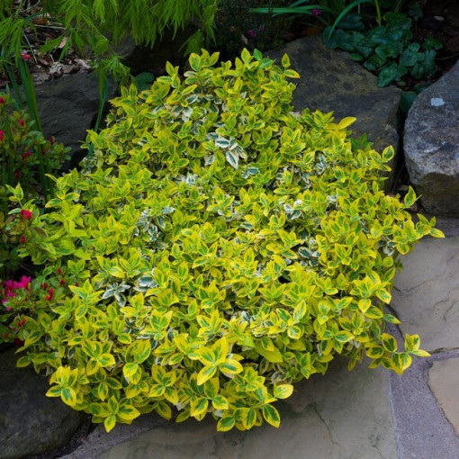 Fortūnas segliņš 'Harlequin' P9/C1