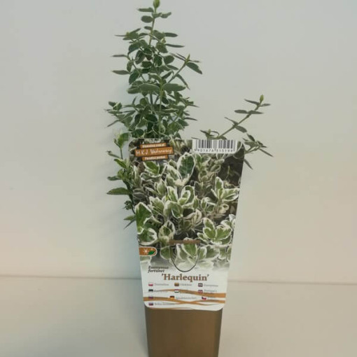 Fortūnas segliņš 'Harlequin' P9/C1