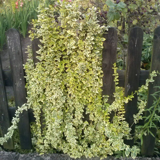 Segliņš 'Emerald Gold' P9/C1