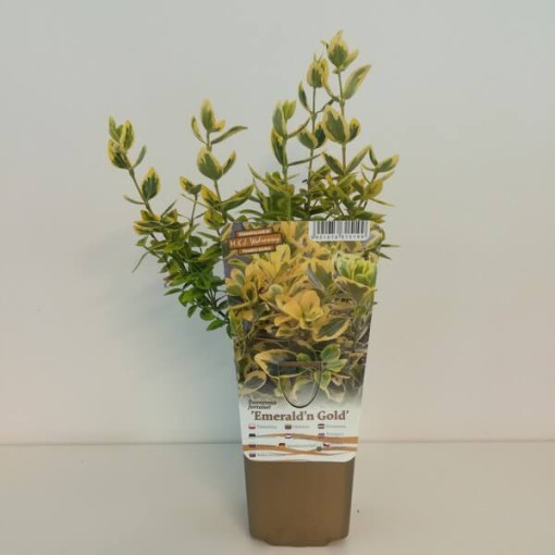 Segliņš 'Emerald Gold' P9/C1