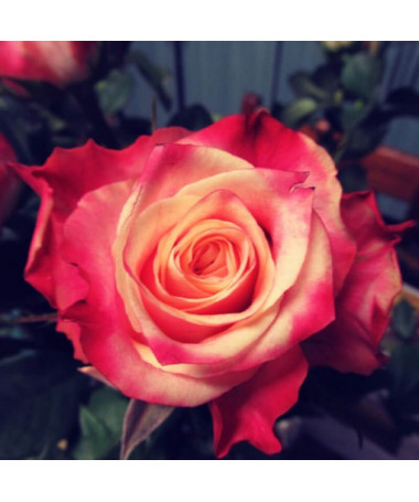 Lielziedu roze 'Lady Kenna' 2L pods