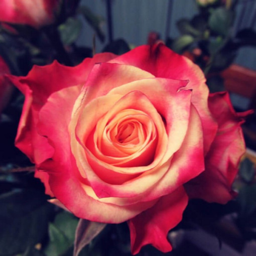 Lielziedu roze 'Lady Kenna' 2L pods