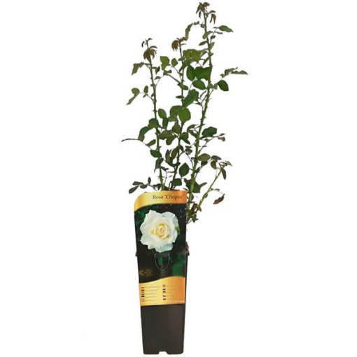 Hibrīdrozā 'Chopin', 2L pods