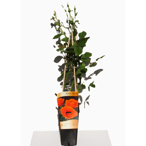 Hibrīdrozā 'Sika', 2L pods