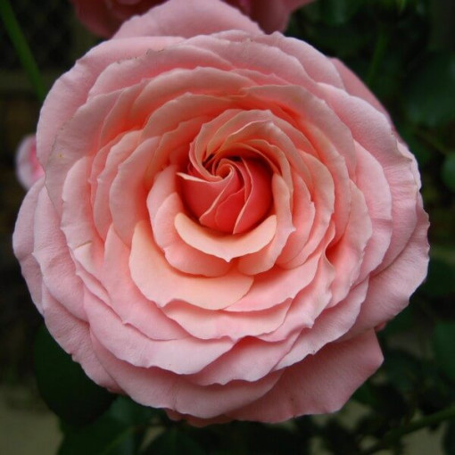 Hibrīda tējas roze 'Santos', 4L pods