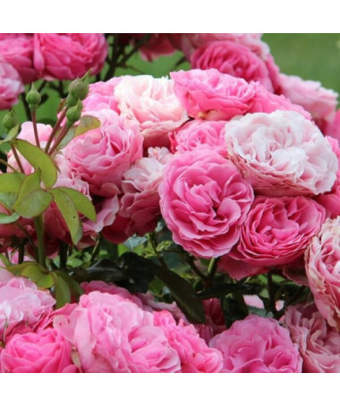 Hibrīda tējas roze 'Santos', 2L pods