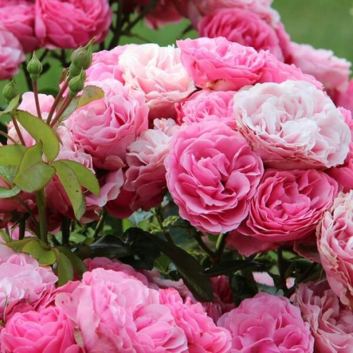 Hibrīda tējas roze 'Santos', 2L pods