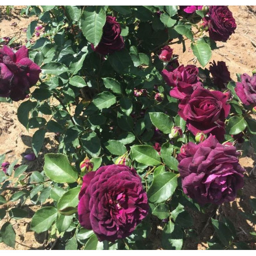 Hibrīda tējas roze 'Purple Orient', 2L pods