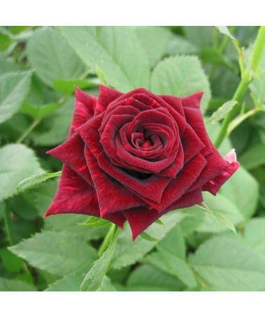 Lielziedu roze 'Mr. Lincoln', tilp. 2l