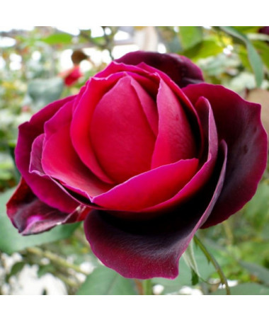Lielziedu roze 'Mr. Lincoln', tilp. 2l