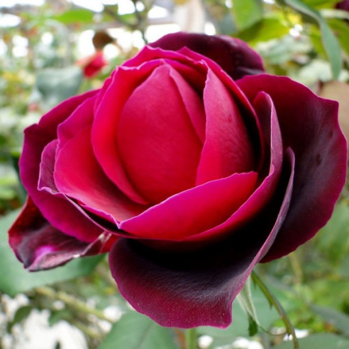 Lielziedu roze 'Mr. Lincoln', tilp. 2l