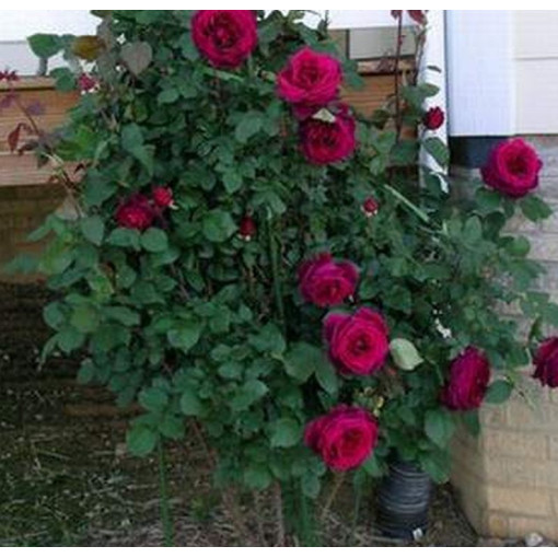 Lielziedu roze 'Mr. Lincoln', tilp. 2l