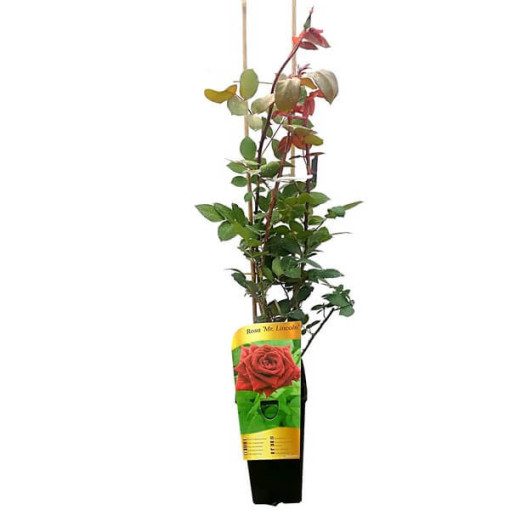 Lielziedu roze 'Mr. Lincoln', tilp. 2l