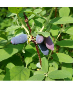 amčatkas sausserdis 'Tomi'