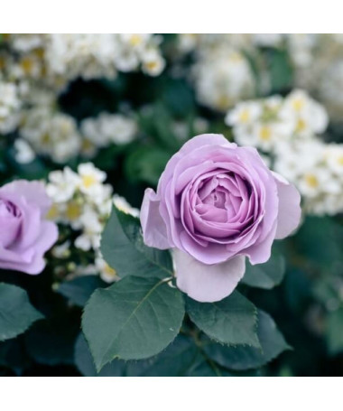 Róża wielkokwiatowa 'Lilla Wunder' poj, 2l