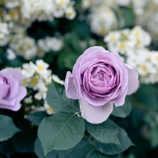 Róża wielkokwiatowa 'Lilla Wunder' poj, 2l