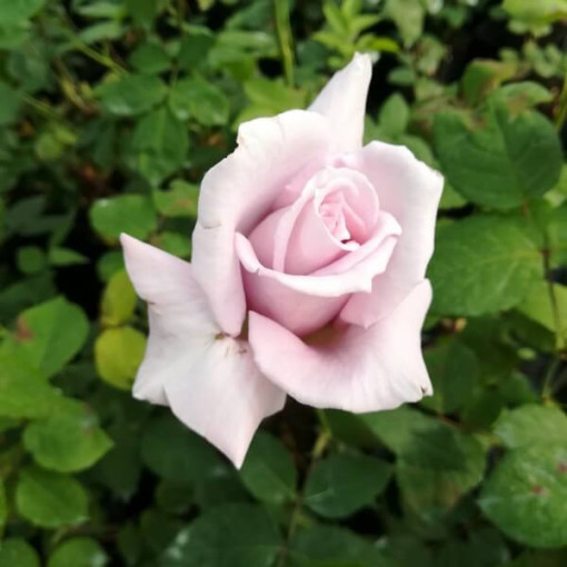 Róża wielkokwiatowa 'Lilla Wunder' poj, 2l