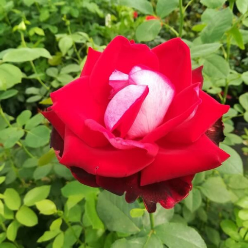 Lielziedu roze 'Kronenburg' 2l podā