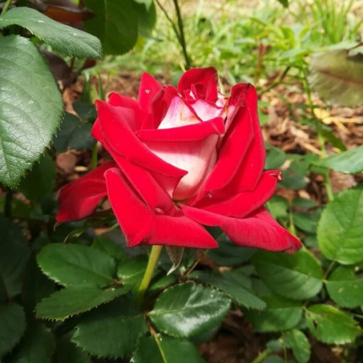 Lielziedu roze 'Kronenburg' 2l podā