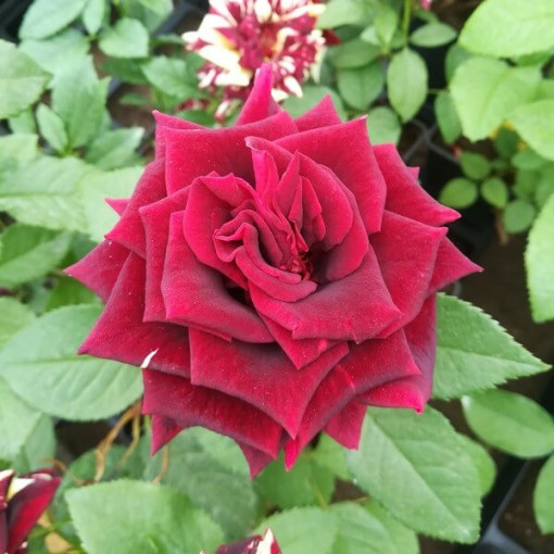 Lielziedu roze 'Irena', 2L pods