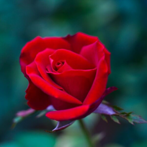 Lielziedu roze 'Irena', 2L pods