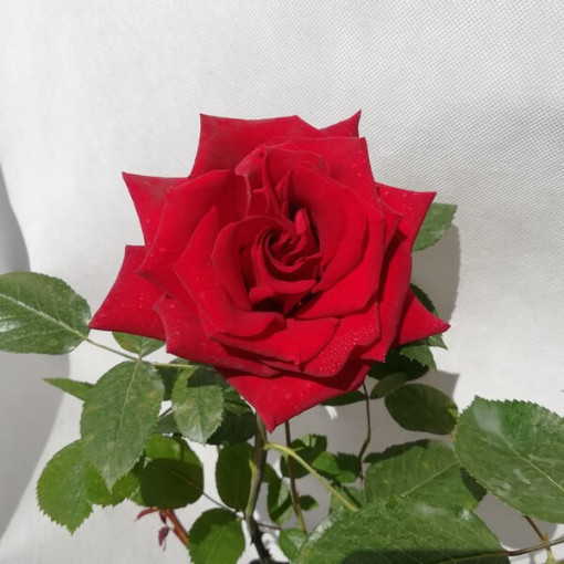 Lielziedu roze 'Irena', 2L pods