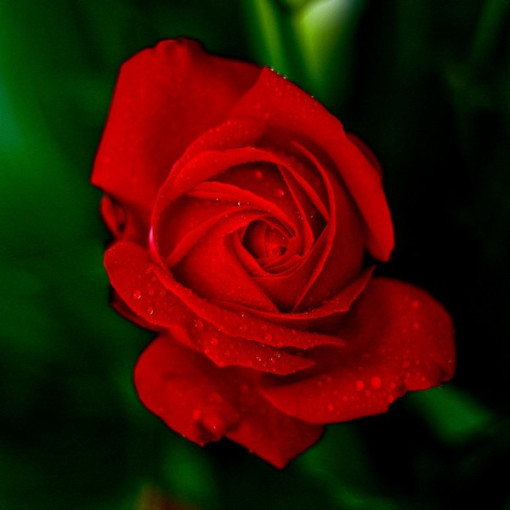 Lielziedu roze 'Fulgurante' 2l podā.