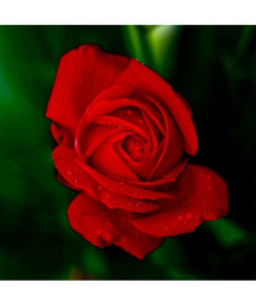 Lielziedu roze 'Fulgurante' 2l podā.