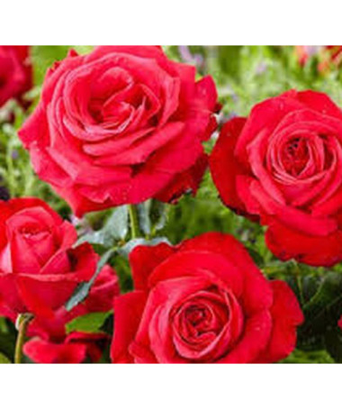 Lielziedu roze 'Fulgurante' 2l podā.