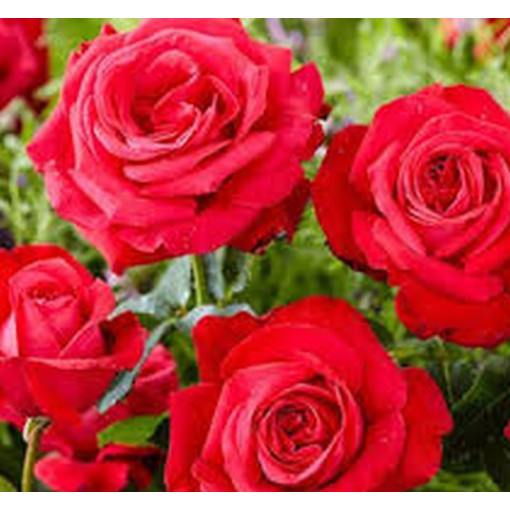 Lielziedu roze 'Fulgurante' 2l podā.