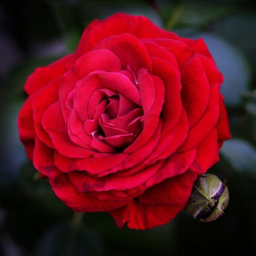 Lielziedu roze 'Fulgurante' 2l podā.