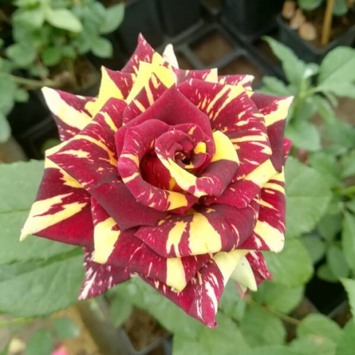 Hibrīdrozā 'Ewenement', 2l pods