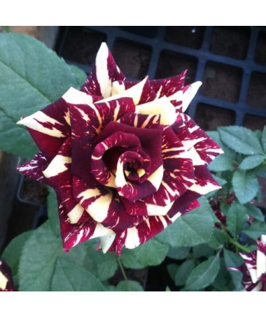 Hibrīdrozā 'Ewenement', 2l pods