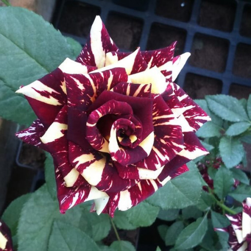 Hibrīdrozā 'Ewenement', 2l pods