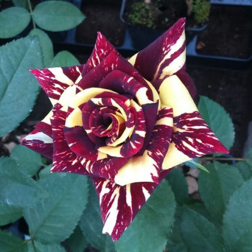 Hibrīdrozā 'Ewenement', 2l pods