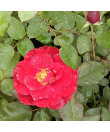 Hibrīdrozā 'Cygne Noir', 2l pods