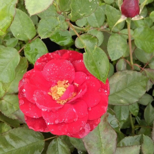 Hibrīdrozā 'Cygne Noir', 2l pods