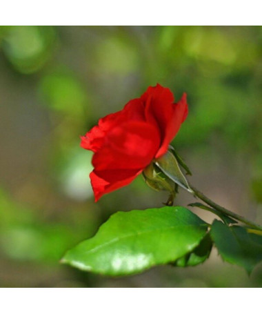 Hibrīdrozā 'Cygne Noir', 2l pods