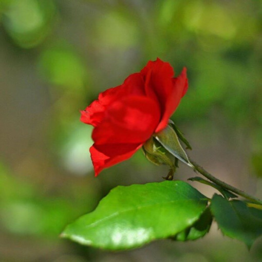 Hibrīdrozā 'Cygne Noir', 2l pods