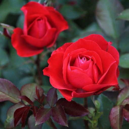 Hibrīdrozā 'Cygne Noir', 2l pods