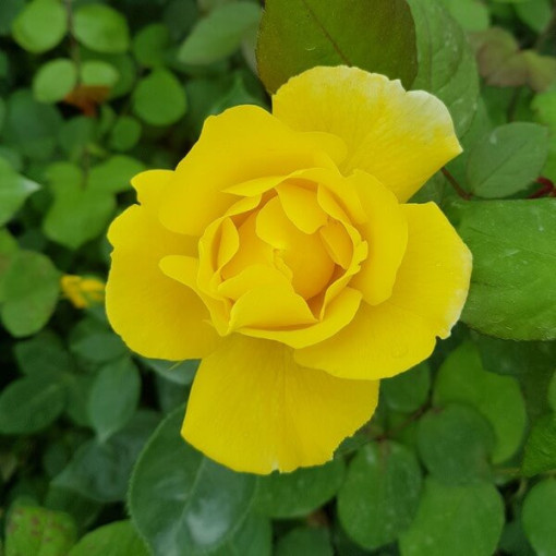 Lielziedu roze 'Arthur Bell' pods, 2l