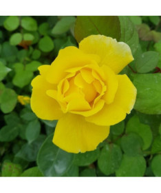 Lielziedu roze 'Arthur Bell' pods, 2l