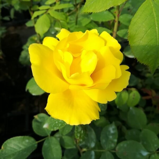 Lielziedu roze 'Arthur Bell' pods, 2l