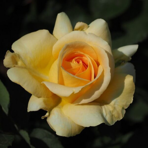 Lielziedu roze 'Arthur Bell' pods, 2l